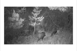 Künstlerische Fotoarbeit mit der Wildkamera - Kunstfotografie in Schwarzweiß von Wolfgang Dürr. Zwei Wildschweine streifen durch den nächtlichen Wald.