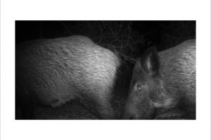 Künstlerische Fotoarbeit mit der Wildkamera - Kunstfotografie in Schwarzweiß von Wolfgang Dürr. Zwei Wildschweine in der Nacht.