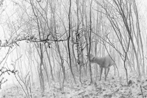 Künstlerische Fotoarbeit mit der Wildkamera - Kunstfotografie in Schwarzweiß von Wolfgang Dürr. Junger Rehbock im Gestrüpp.