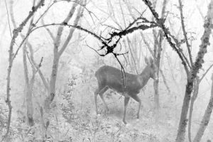 Künstlerische Fotoarbeit mit der Wildkamera - Kunstfotografie in Schwarzweiß von Wolfgang Dürr. Reh im Unterholz.