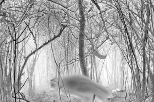 Künstlerische Fotoarbeit mit der Wildkamera - Kunstfotografie in Schwarzweiß von Wolfgang Dürr. Durchs Unterholz laufender Fuchs.