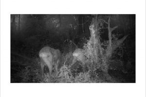 Künstlerische Fotoarbeit mit der Wildkamera - Kunstfotografie in Schwarzweiß von Wolfgang Dürr. Zwei Rehe im Wald bei Anbruch der Dämmerung.