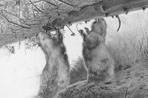 Künstlerische Fotoarbeit mit der Wildkamera - Kunstfotografie in Schwarzweiß von Wolfgang Dürr. Zwei Biber am Flussufer