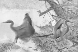 Künstlerische Fotoarbeit mit der Wildkamera - Kunstfotografie in Schwarzweiß von Wolfgang Dürr. Zwei Graureiher am Flussufer