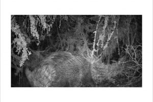 Künstlerische Fotoarbeit mit der Wildkamera - Kunstfotografie in Schwarzweiß von Wolfgang Dürr. Zwei Wildschwein in der Nacht.