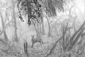 Künstlerische Fotoarbeit mit der Wildkamera - Kunstfotografie in Schwarzweiß von Wolfgang Dürr. Springender Feldhase.