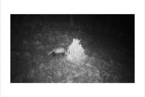 Künstlerische Fotoarbeit mit der Wildkamera - Kunstfotografie in Schwarzweiß von Wolfgang Dürr. Dachs in der Nacht.