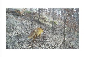 Künstlerische Fotoarbeit mit der Wildkamera - Kunstfotografie in Farbe von Wolfgang Dürr. Durch den Wald streifender Fuchs.