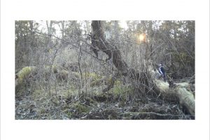 Künstlerische Fotoarbeit mit der Wildkamera - Kunstfotografie in Farbe von Wolfgang Dürr. Buntspecht im Wald.