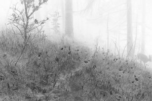 Künstlerische Fotoarbeit mit der Wildkamera - Kunstfotografie in Schwarzweiß von Wolfgang Dürr. Reh am Waldrand im Nebel.