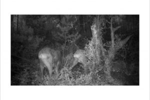 Künstlerische Fotoarbeit mit der Wildkamera - Kunstfotografie in Schwarzweiß von Wolfgang Dürr. Zwei Rehe in der Morgendämmerung.