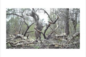 Künstlerische Fotoarbeit mit der Wildkamera - Kunstfotografie in Farbe von Wolfgang Dürr. Reh im Wald.