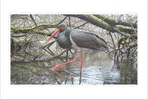 Künstlerische Fotoarbeit mit der Wildkamera - Kunstfotografie in Farbe von Wolfgang Dürr. Durch seichtes Gewässer watender Schwarzstorch